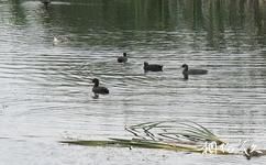 佳木斯富锦国家湿地公园旅游攻略之水禽