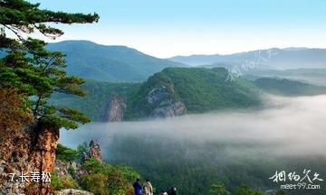 吉林仙景台风景名胜区-长寿松照片