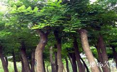 忻州市定襄凤凰山旅游攻略之槐树
