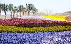青岛百果山世界园艺博览会旅游攻略之花卉
