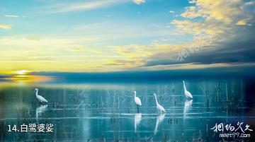 焦作大沙河生态公园-白鹭婆娑照片