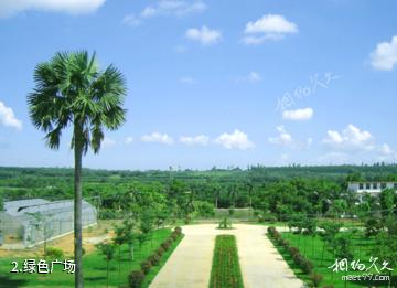 湛江南亚热带植物园-绿色广场照片