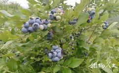 麻江藍莓生態旅遊攻略