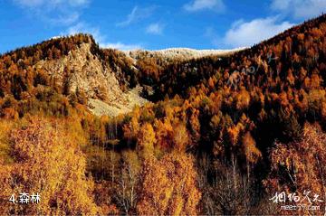 阿泰勒克兰大峡谷风景区-森林照片