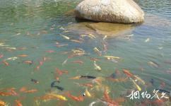 广州百万葵园主题公园旅游攻略之锦鲤池