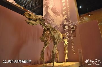 和政古動物化石博物館-披毛犀照片