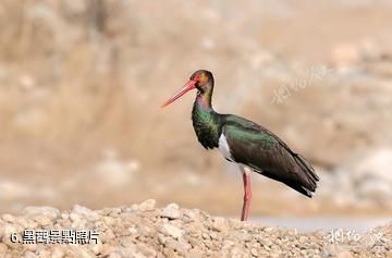 會南會澤黑頸鶴國家級自然保護區-黑鸛照片