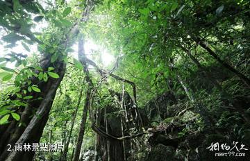 西雙版納勐遠仙境景區-雨林照片