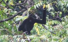 雲南無量山國家級自然保護區旅遊攻略之黑冠長臂猿
