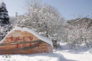 宝鸡太白青峰峡森林公园-雪景照片