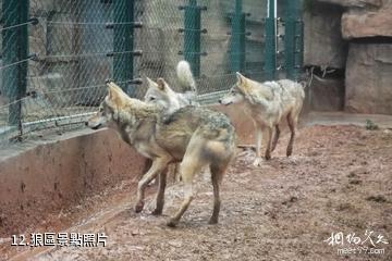 長沙生態動物園-狼區照片