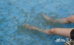 重慶海蘭雲天溫泉度假區旅遊攻略之親親魚和熱泉按摩