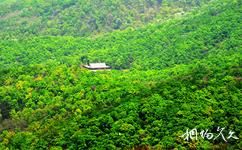 駐馬店金頂山旅遊攻略之森林