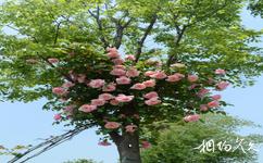 無錫鵝湖玫瑰園旅遊攻略之月季