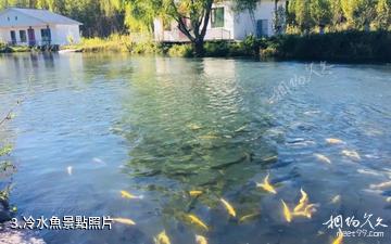 新疆那拉泉景區-冷水魚照片