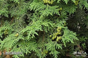 重慶大巴山國家級自然保護區-崖柏照片