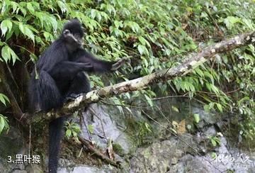 绥阳观音岩生态旅游景区-黑叶猴照片
