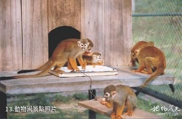 日照海濱國家森林公園-動物園照片