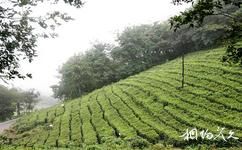 南京方山國家地質公園旅遊攻略之方山紫霧茶園