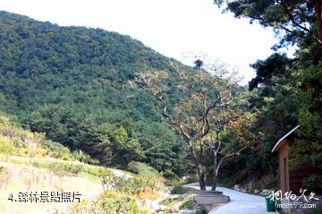 威海里口山風景區-森林照片