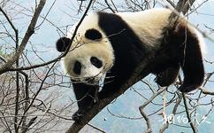 陝西桑園國家級自然保護區旅遊攻略之動物資源