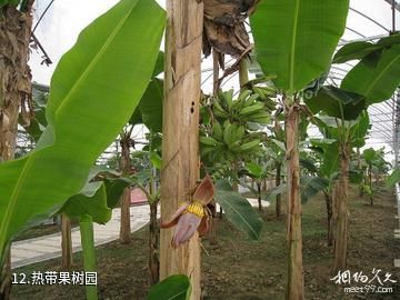 合肥丰乐生态园-热带果树园照片