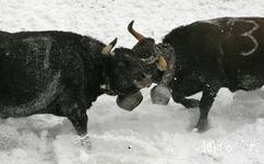 瑞士洛伊克巴德溫泉旅遊攻略之雪地鬥牛