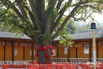 福山国露峆山卢寺佛教文化旅游区-千年银杏古树照片
