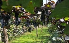 通天山葡萄酒文化科技產業園旅遊攻略之山葡萄種植示範園
