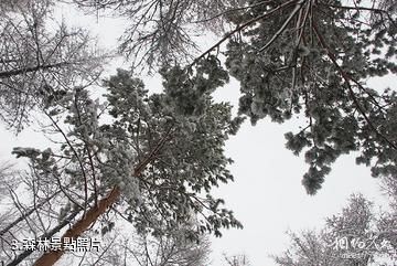 黑龍江雙河國家級自然保護區-森林照片