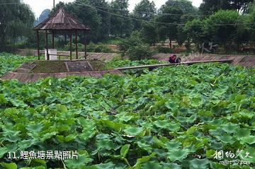 沅江胭脂湖旅遊區-鯉魚塘照片