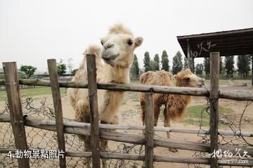 東莞香市動物園-動物照片