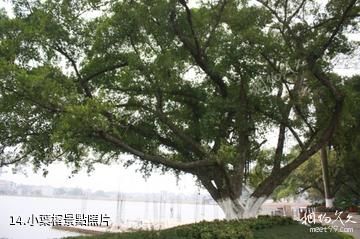 貴港東湖公園-小葉榕照片