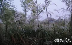 滨州沾化冬枣生态旅游攻略之湿地