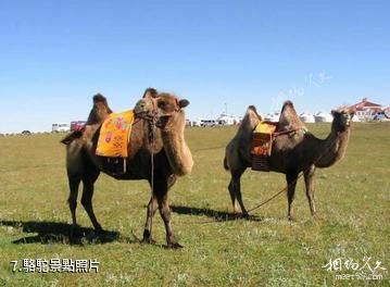 烏蘭察布市輝騰錫勒外事旅遊中心-駱駝照片