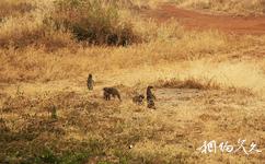 肯尼亚安博塞利国家公园旅游攻略之猫鼬