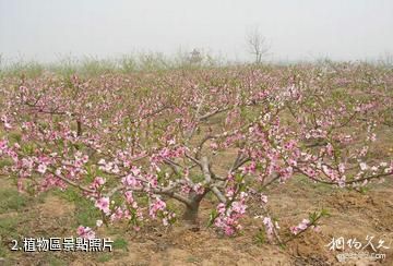 內丘長壽百果莊園-植物區照片