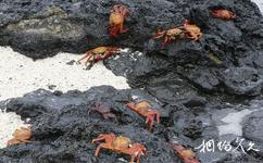 厄瓜多尔加拉帕戈斯群岛旅游攻略之红螃蟹