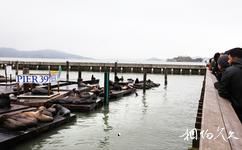 旧金山渔人码头旅游攻略之海狮