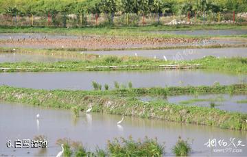 三亚水稻国家公园-白鹭湿地照片