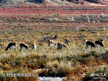 哈密天山之夏狩獵場-野生動物照片