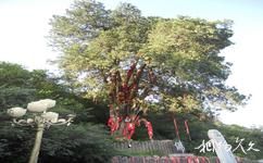 照金香山旅游攻略之许愿树