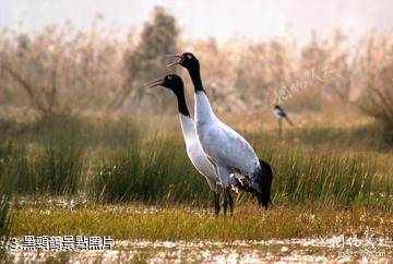 會南會澤黑頸鶴國家級自然保護區-黑頸鶴照片