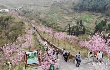 达州乌梅山旅游景区-梅林照片