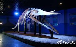 博鰲海洋館旅遊攻略之海洋哺乳動物展示區