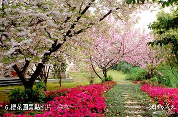 湘潭盤龍大觀園-櫻花園照片