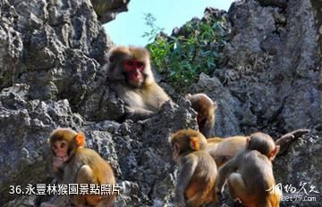 江蘇永豐林農業生態園-永豐林猴園照片