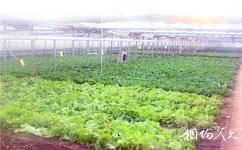 天津名洋湖都市庄园旅游攻略之蔬菜种植