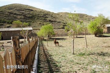 新疆天山野生動物園-動物照片