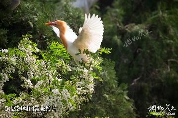 重慶三多橋白鷺園-展翅翱翔照片